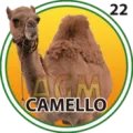2025-06-13 10:00 22 Camello