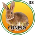 2025-06-14 09:00 38 Conejo