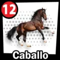 2025-07-29 14:00 12 Caballo