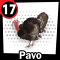 2026-03-21 09:00 17 Pavo