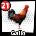 2025-07-29 17:00 21 Gallo