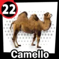 2026-02-03 12:00 22 Camello