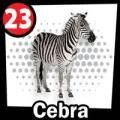 2025-03-16 11:00 23 Cebra