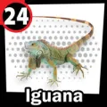 2025-09-12 09:00 24 Iguana