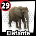 2025-07-29 18:00 29 Elefante