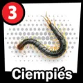 2025-07-30 10:00 3 Ciempiés