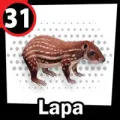 2025-07-29 13:00 31 Lapa