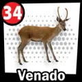 2025-12-13 13:00 34 Venado