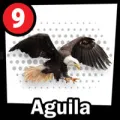 2026-01-27 16:00 9 águila