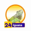 2025-03-15 16:00 24 Iguana