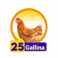 2025-08-05 18:00 25 Gallina
