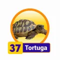 2026-03-21 11:00 37 Tortuga