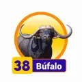 2025-03-16 09:00 38 Búfalo