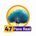 2025-12-13 12:00 47 Pavo Real