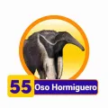 2025-03-15 09:00 55 Oso Hormiguero