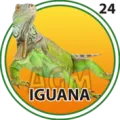 2025-06-14 09:30 24 Iguana