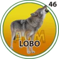 2025-06-13 10:30 46 Lobo