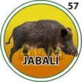 2025-03-16 11:30 57 Jabali