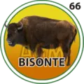 2025-06-13 16:30 66 Bisonte