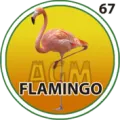2025-07-29 19:30 67 Flamingo