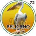 2025-07-19 11:30 72 Pelicano