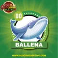 2025-03-16 12:00 00 Ballena