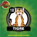 2026-03-13 15:00 10 Tigre