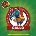 2026-01-27 09:00 21 Gallo