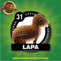 2025-06-17 08:00 31 Lapa