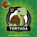 2025-11-29 16:00 37 Tortuga