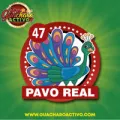 2025-03-16 08:00 47 Pavo Real