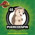 2025-08-16 10:00 48 Puercoespin