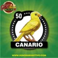 2025-06-13 14:00 50 Canario