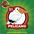 2025-07-02 13:00 51 Pelicano