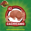 2025-08-17 16:00 62 Cachicamo