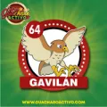 2026-01-17 13:00 64 Gavilan