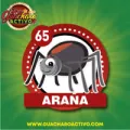 2025-03-15 14:00 65 Araña
