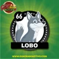 2025-03-15 11:00 66 Lobo