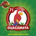 2025-08-05 12:00 71 Guacamaya