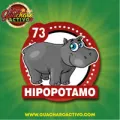 2025-07-02 08:00 73 Hipopótamo