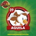2025-10-13 13:00 9 águila