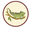2025-04-18 08:00 24 Iguana