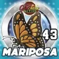 Resultado 43 Mariposa de Loto Chaima el 2026-05-27 a las 14:00