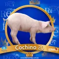 2025-07-19 16:30 20 Cochino