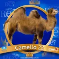 2025-07-03 16:30 22 Camello