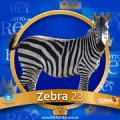2025-03-15 15:30 23 Cebra