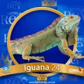 2025-03-16 12:30 24 Iguana