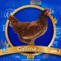 2025-03-16 08:30 25 Gallina