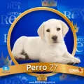 2025-03-15 19:30 27 Perro
