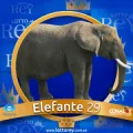 2025-03-15 10:30 29 Elefante